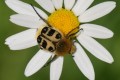 Cétoïne Trichius fasciatus